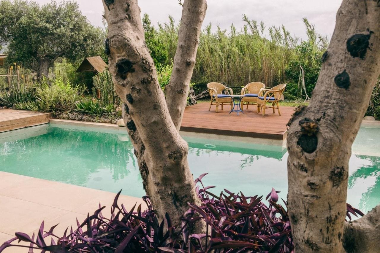 Pool framed by olive trees